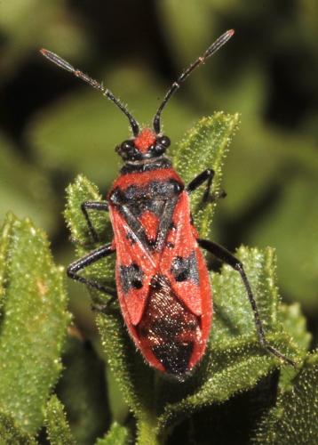 Corizus hyoscyami hyoscyami